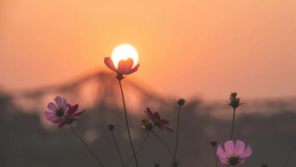 Fleurs au coucher du soleil